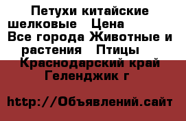 Петухи китайские шелковые › Цена ­ 1 000 - Все города Животные и растения » Птицы   . Краснодарский край,Геленджик г.